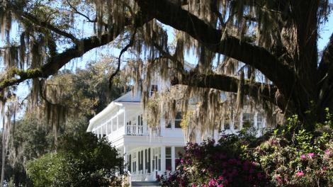 围绕着 Chinsegut Hill Manor House 历史博物馆的杜鹃花 围绕着 Chinsegut Hill Manor House 历史博物馆的杜鹃花