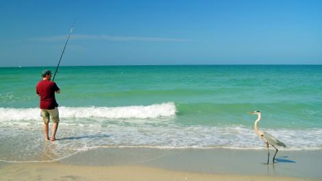 在佛罗里达州夏洛特县海钓,旁边还有一只大蓝鹭 在佛罗里达州夏洛特县海钓,旁边还有一只大蓝鹭