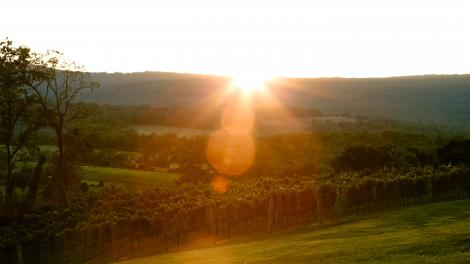 夕阳下的劳顿县葡萄园 夕阳下的劳顿县葡萄园