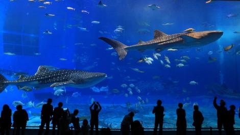 在世界上最大的水族馆:亚特兰大佐治亚水族馆内 在世界上最大的水族馆:亚特兰大佐治亚水族馆内