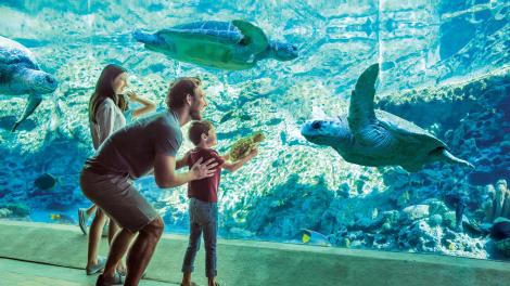 一家人在奥兰多海洋世界的救助中心观赏康复的海龟 一家人在奥兰多海洋世界的救助中心观赏康复的海龟