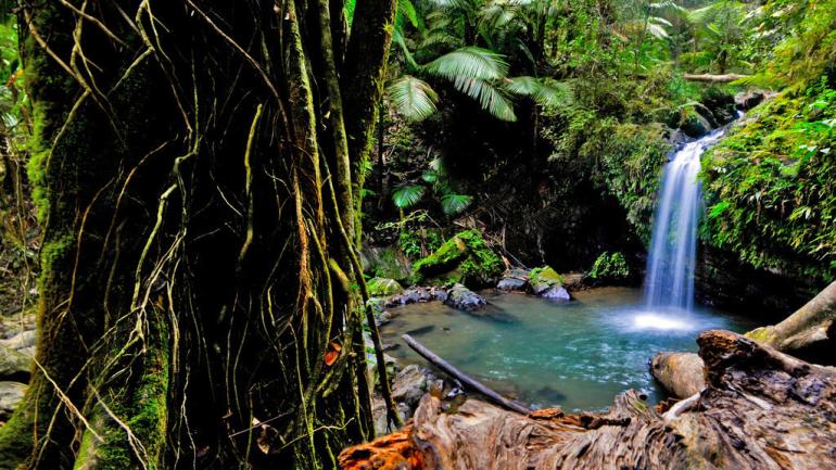 The Juan Diego Falls are one of many scenic places you’ll find in Puerto Rico’s El Yunque National Forest. The Juan Diego Falls are one of many scenic places you’ll find in Puerto Rico’s El Yunque National Forest.