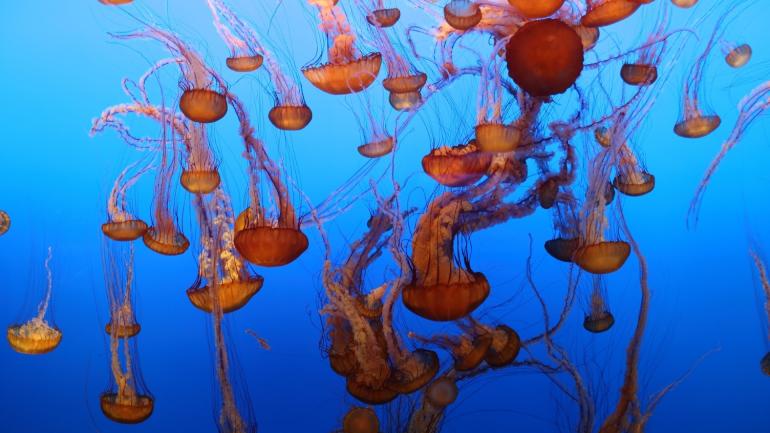 The enchanting Jellyfish exhibit at Monterey Bay Aquarium The enchanting Jellyfish exhibit at Monterey Bay Aquarium