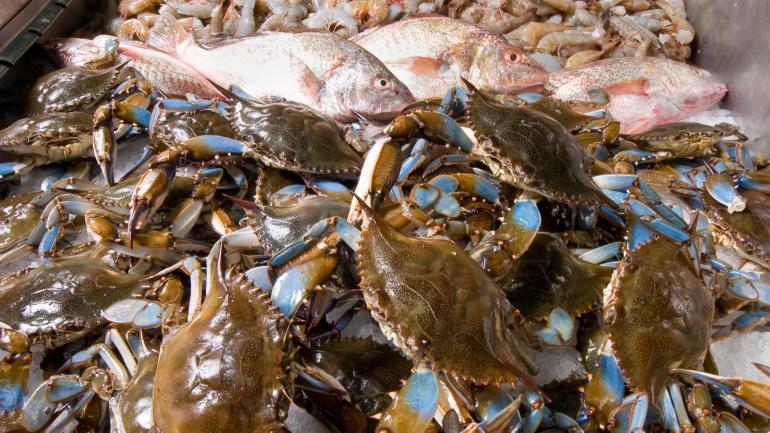Blue crabs, primary ingredient in She-Crab Soup Blue crabs, primary ingredient in She-Crab Soup