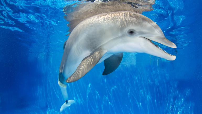 在清水湾海洋水族馆观看海豚温特