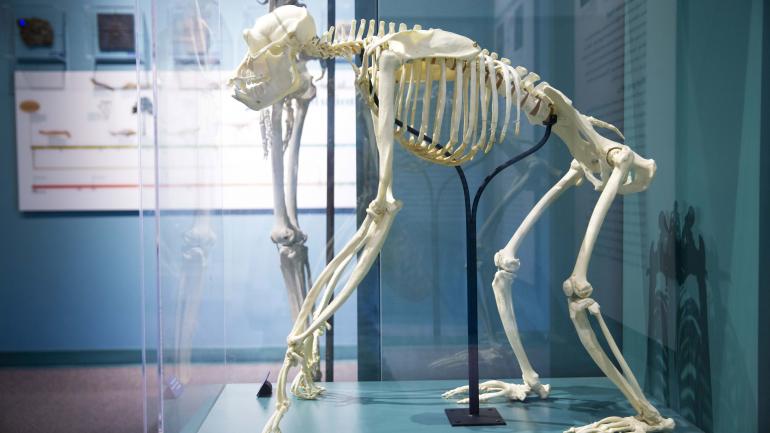 哈佛自然历史博物馆中展出的猴子骨骼标本
