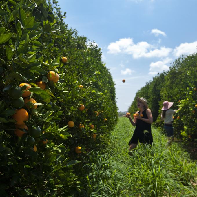探索佛罗里达州克莱蒙特的柑橘园 探索佛罗里达州克莱蒙特的柑橘园
