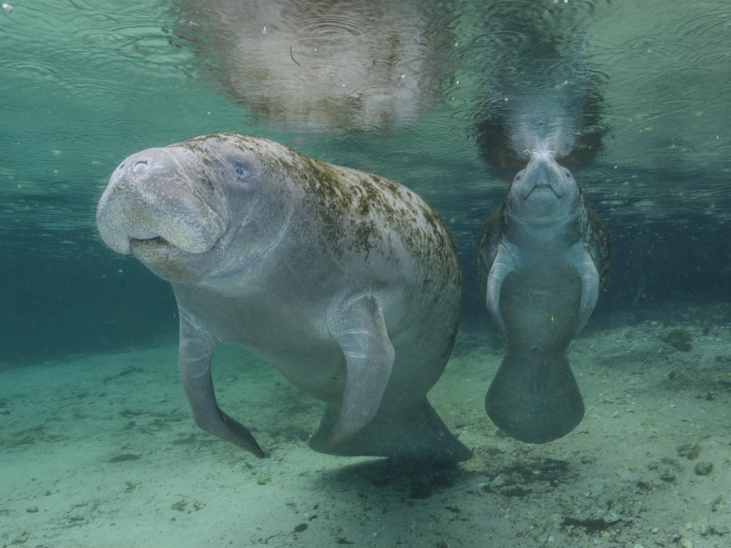 在佛罗里达州水晶河三姐妹温泉中游泳的海牛 在佛罗里达州水晶河三姐妹温泉中游泳的海牛
