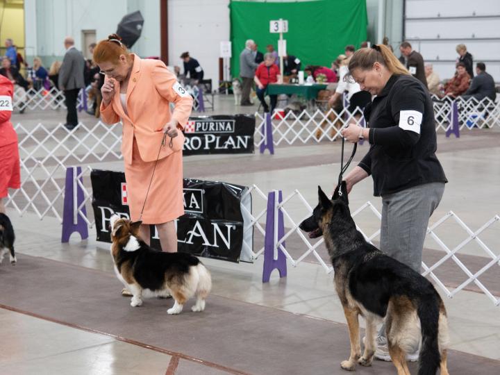 宾夕法尼亚州约克县凯尔特经典犬种展上的竞技犬