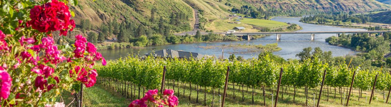 爱达荷州刘易斯顿 Rivaura Winery 酒庄的葡萄园 爱达荷州刘易斯顿 Rivaura Winery 酒庄的葡萄园