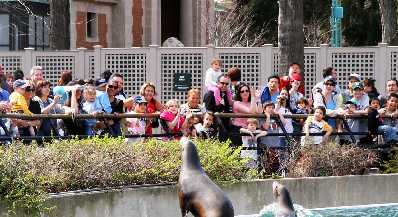 游客在布朗克斯动物园观赏海狮